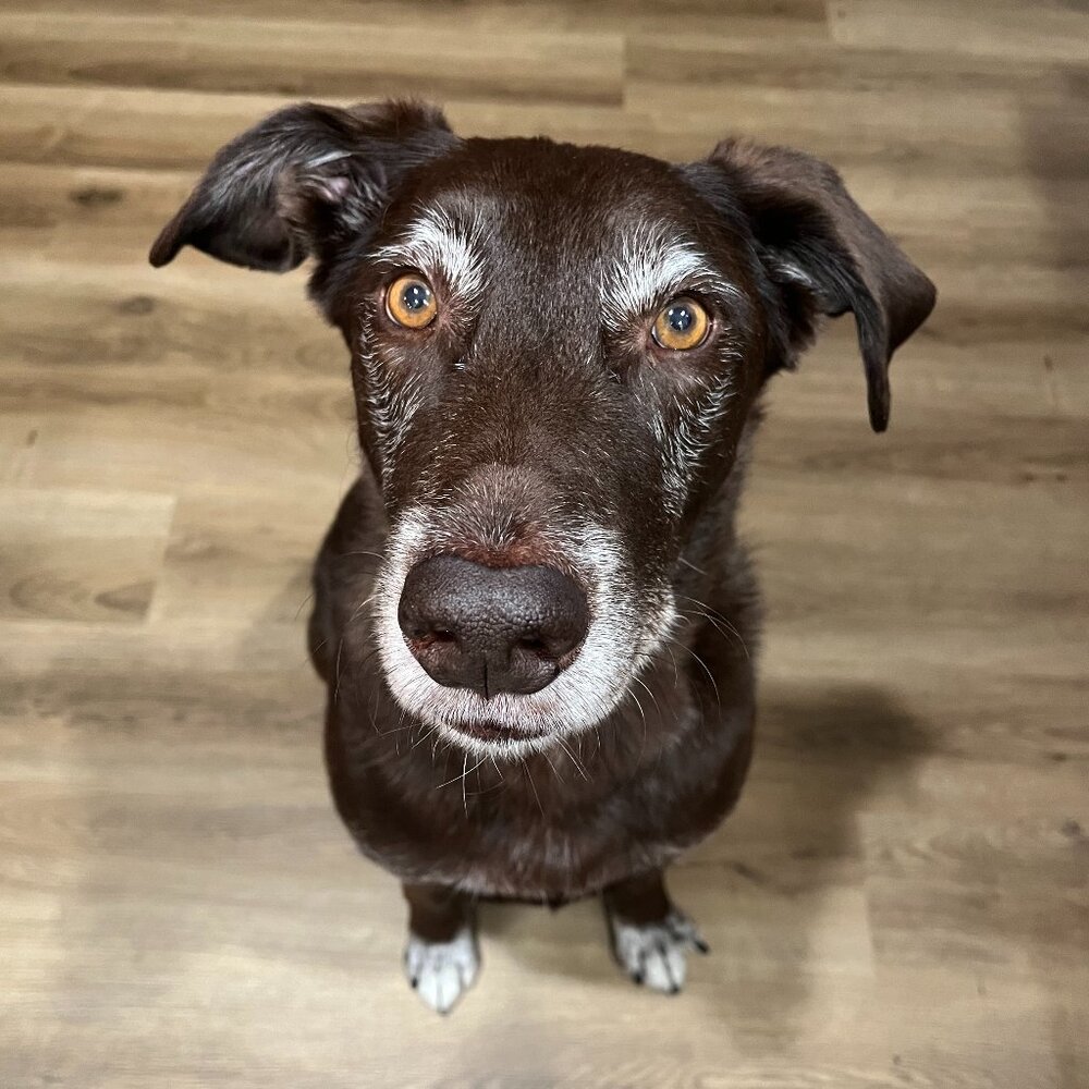 Meet your Posher, Rachelle